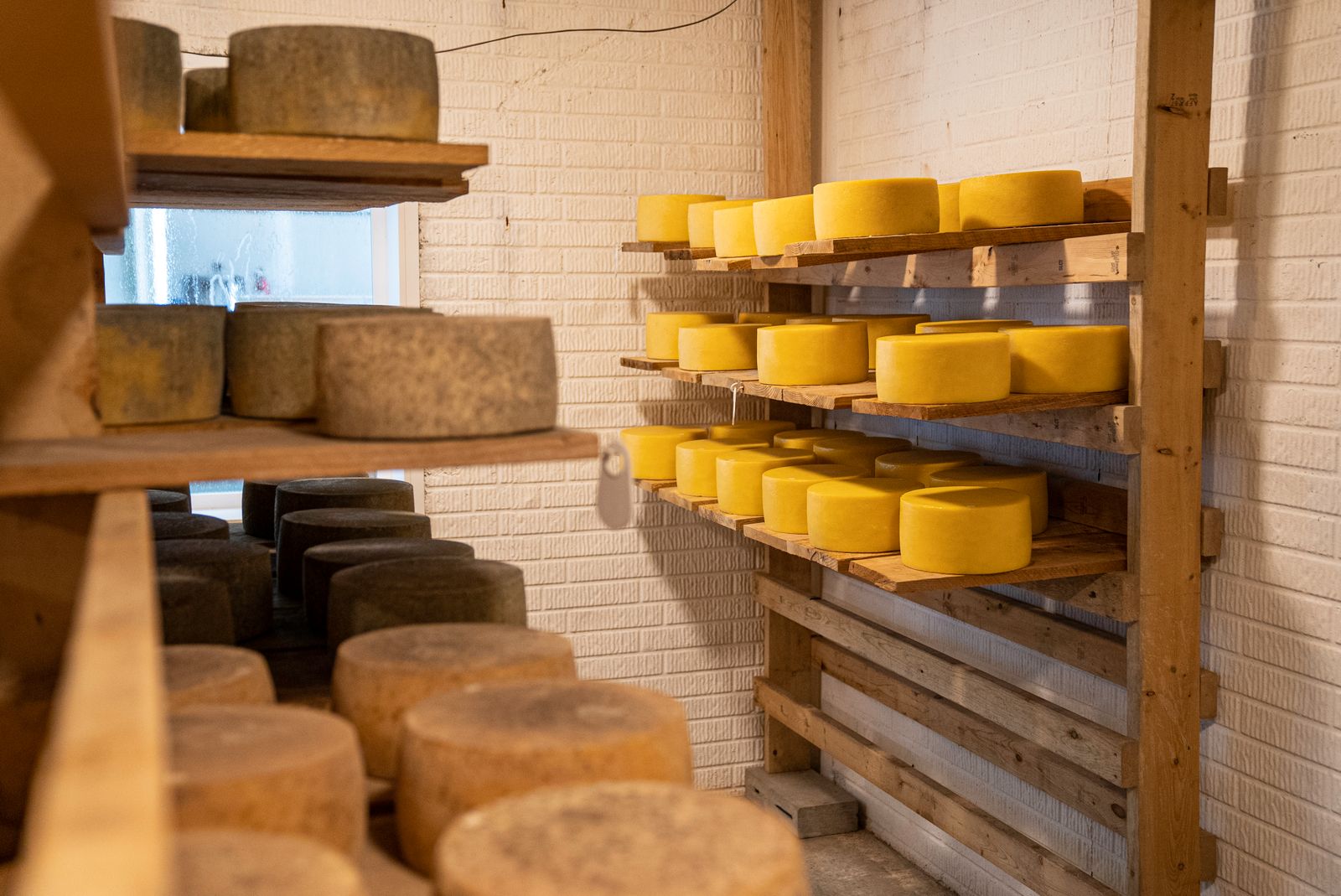 Cheese wheels aging on wooden shelves