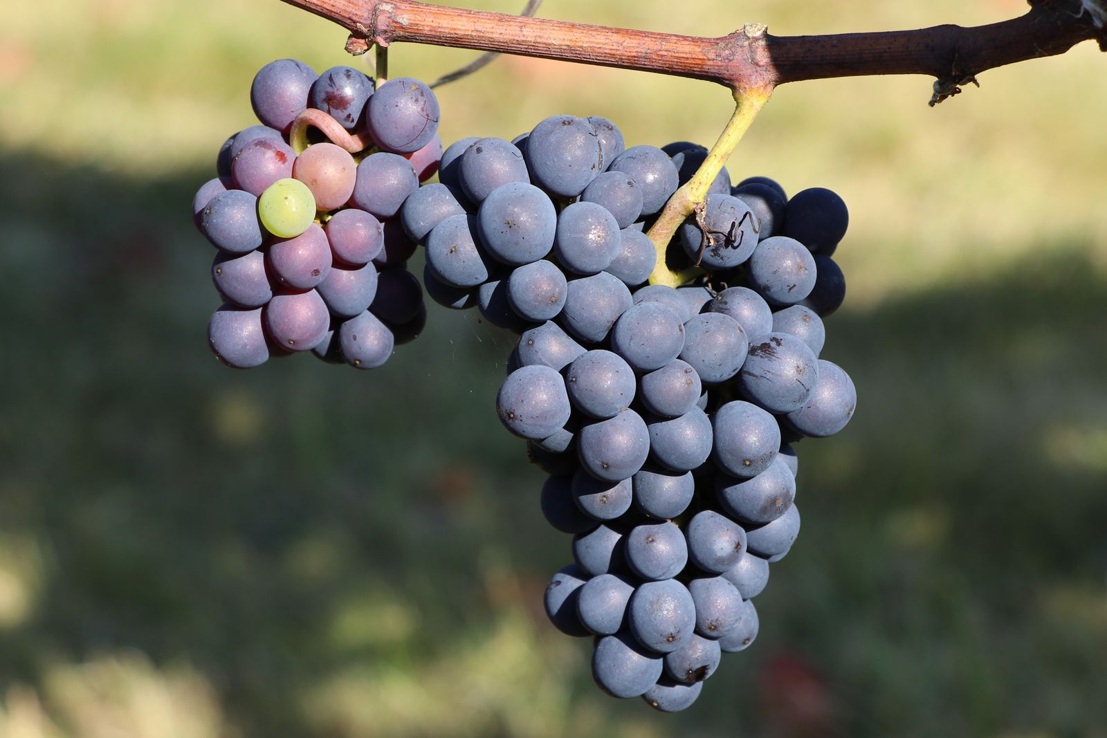 Ripe Pinot Noir grapes on the vine