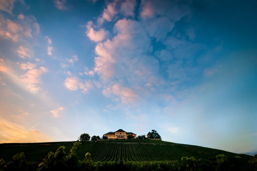 Hillside vineyard at sunset